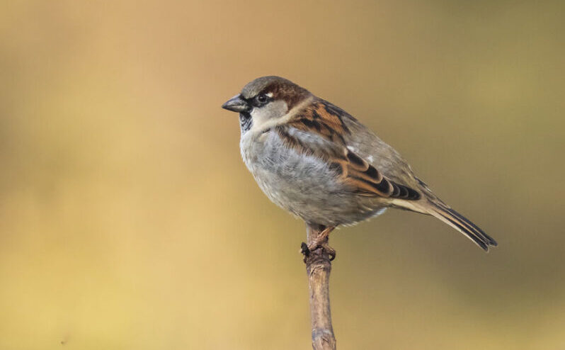 Closeup of a male House Sparrow bird